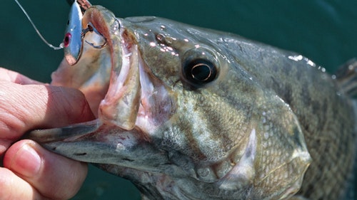 When bass go deep in winter, heavy metal — spoons, blades and tailspinners — can out produce other lure styles ten-to-one. Photo: Don Wirth 