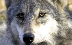 Officials: Utah Hunter Accidently Kills Gray Wolf