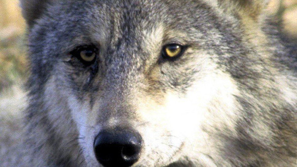 Wolf Attacks Killing Michigan Hunting Dogs