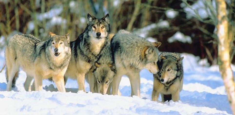 Colorado Voters: State Must Restore, Manage Wolves