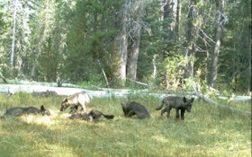 California's First Wolf Pack In Nearly A Century Caught On Camera
