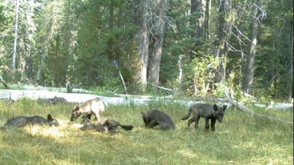 California's First Wolf Pack In Nearly A Century Caught On Camera