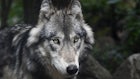 California Confirms New Gray Wolf Pack in Sequoia National Forest