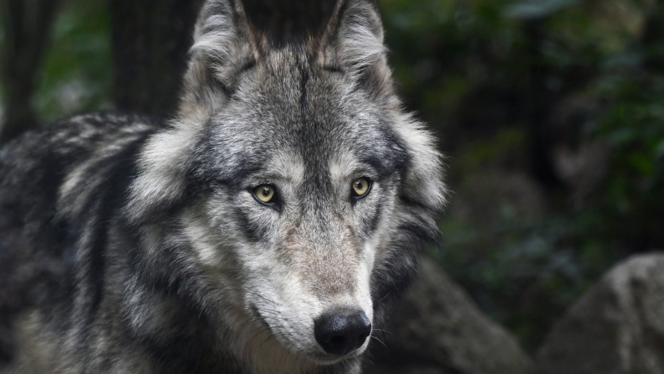 California Confirms New Gray Wolf Pack in Sequoia National Forest