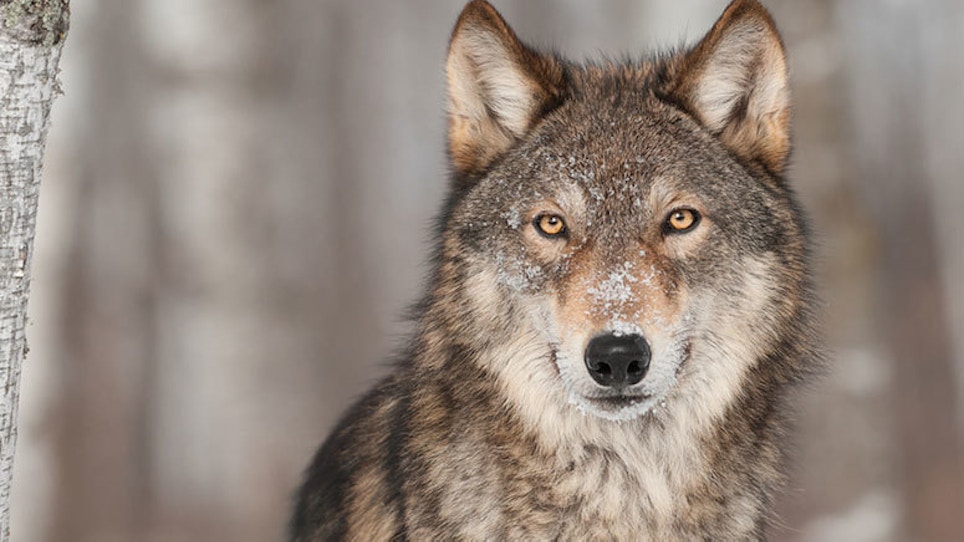 Washington Likely Has More Wolves Than Previously Believed
