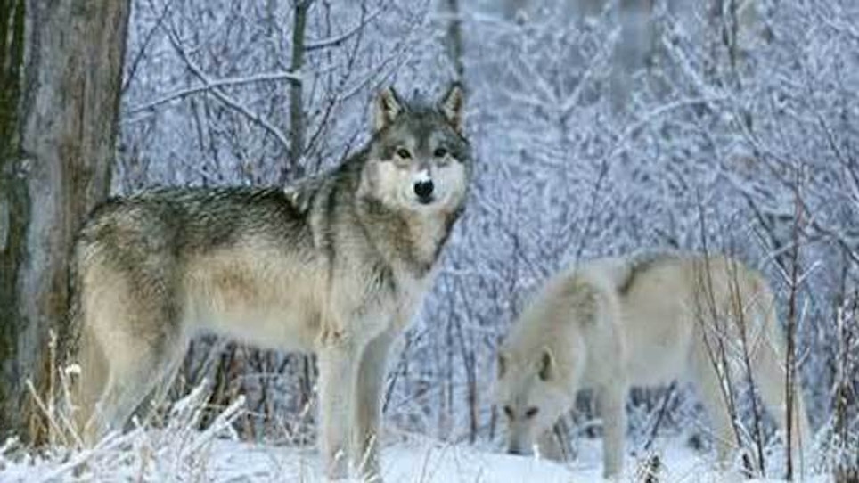 Top 10 wolf hunting tips from RMEF members