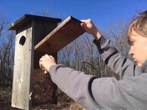 Of all your early spring cleaning chores, maintaining a wood duck house is likely the easiest — and most fun!