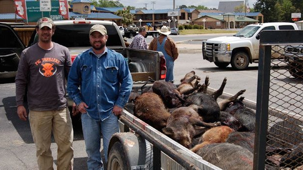 Texas' wild hog round-up